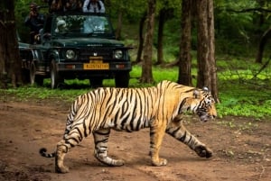 Parque Nacional de Ranthambore: Jeep ou Canter Safari