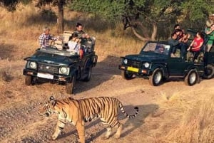 Ranthambhore: Ranthambhore Tiger Reserve Booking