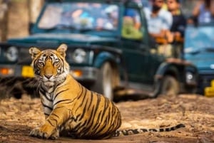 Ranthambhore: Ranthambhore Tiger Reserve Booking