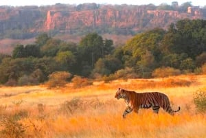 Ranthambhore: Ranthambhore Tiger Reserve Booking