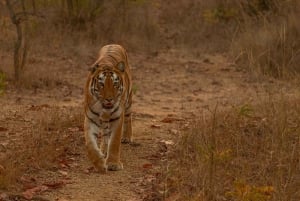 Ranthambhore: Ranthambhore Tiger Reserve Booking