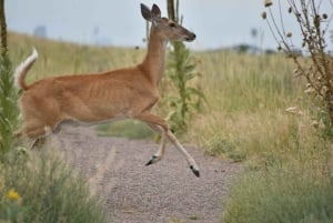 Ranthambore National Park: Safari Ticket with Pickup Option