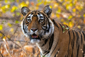 Ranthambore National Park: Safari Ticket with Pickup Option