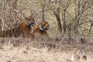 Ranthambore: Safari i Ranthambore nasjonalpark