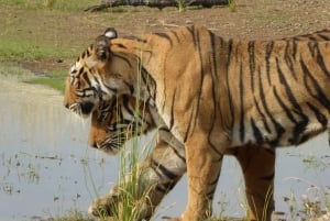 Ranthambore: Safari i Ranthambore Nationalpark