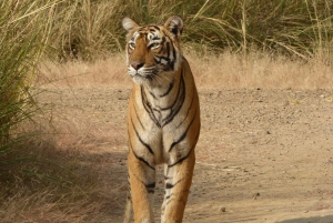 Ranthambore National Park