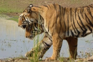Ranthambore National Park
