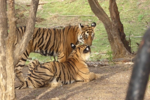 Ranthambore National Park