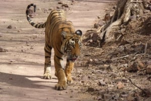 Ranthambore National Park