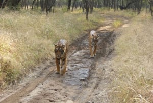 Ranthambore National Park