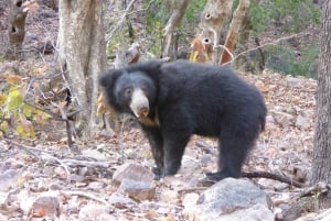 Ranthambore National Park