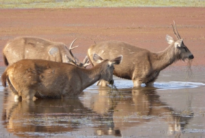 Ranthambore National Park