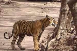 Ranthambore National Park