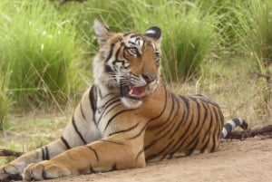 Ranthambore National Park