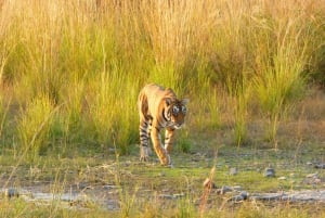 Ranthambore National Park