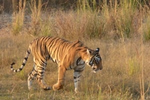 Ranthambore National Park