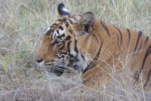 Ranthambore National Park