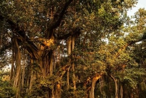 Ranthambore National Park