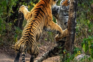 Ranthambore National Park