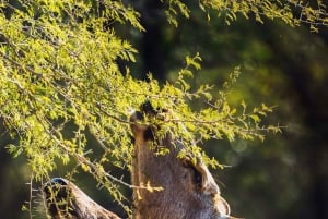 Ranthambore National Park