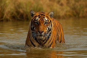 Ranthambore: åpen galoppsafari med guide