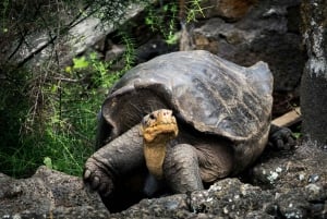 Ranthambore Premium Tatkal Gypsy Safari (gå forbi køen)