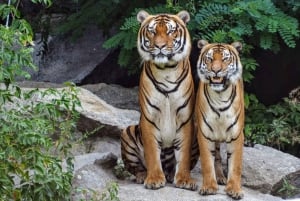 Ranthambore Premium Tatkal Gypsy Safari (gå forbi køen)