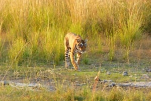 Ranthambore: Safari w Parku Narodowym Ranthambore
