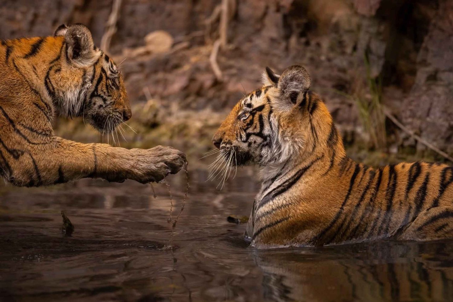 Ranthambore Royal Wilderness Jeep Safari