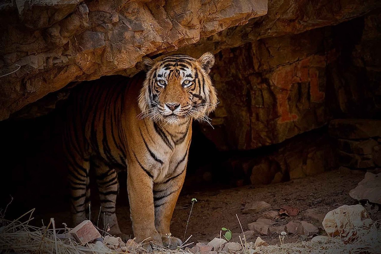 Ranthambore Royal Wilderness Jeep Safari