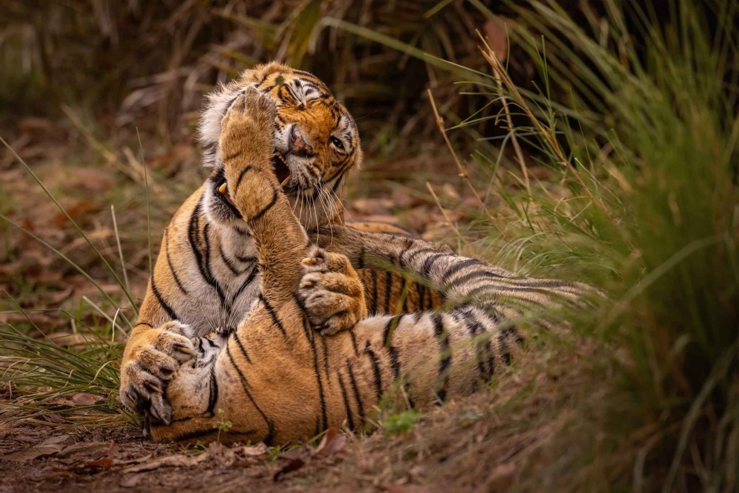 Ranthambore Royal Wilderness Jeep Safari