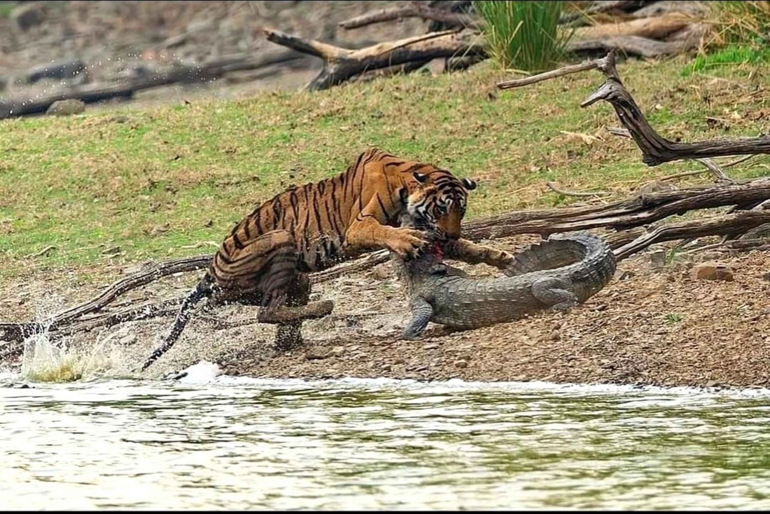 Ranthambore Royal Wilderness Jeep Safari