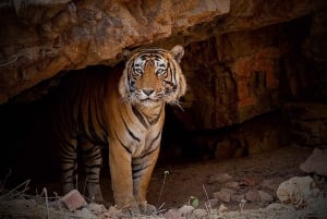 Ranthambore Royal Wilderness Jeep Safari