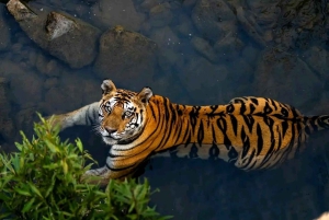 Ranthambore Royal Wilderness Jeep Safari