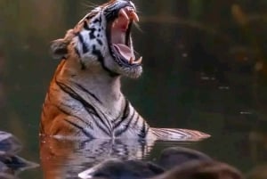 Ranthambore Royal Wilderness Jeep Safari