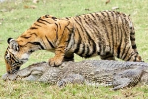 Ranthambore Royal Wilderness Jeep Safari