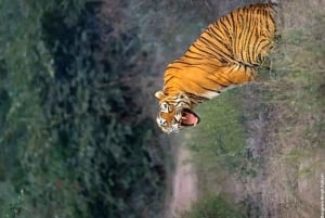 Ranthambore Royal Wilderness Jeep Safari