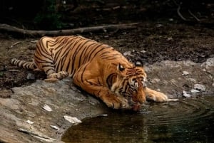 Ranthambore Royal Wilderness Jeep Safari