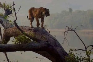 Ranthambore Royal Wilderness Jeep Safari