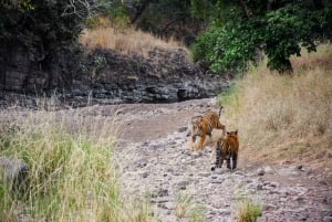 Ranthambore Safari Booking - Deling af sigøjner og deling af kane