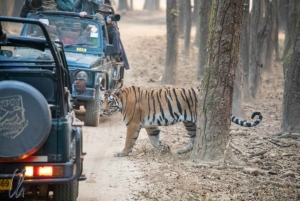Sawai Madhopur: Guidad safari i Ranthambore