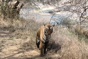 Ranthambore-safari med Canter (20 seter) 24 timer i forveien