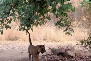 Ranthambore-safari med Canter (20 seter) 24 timer i forveien