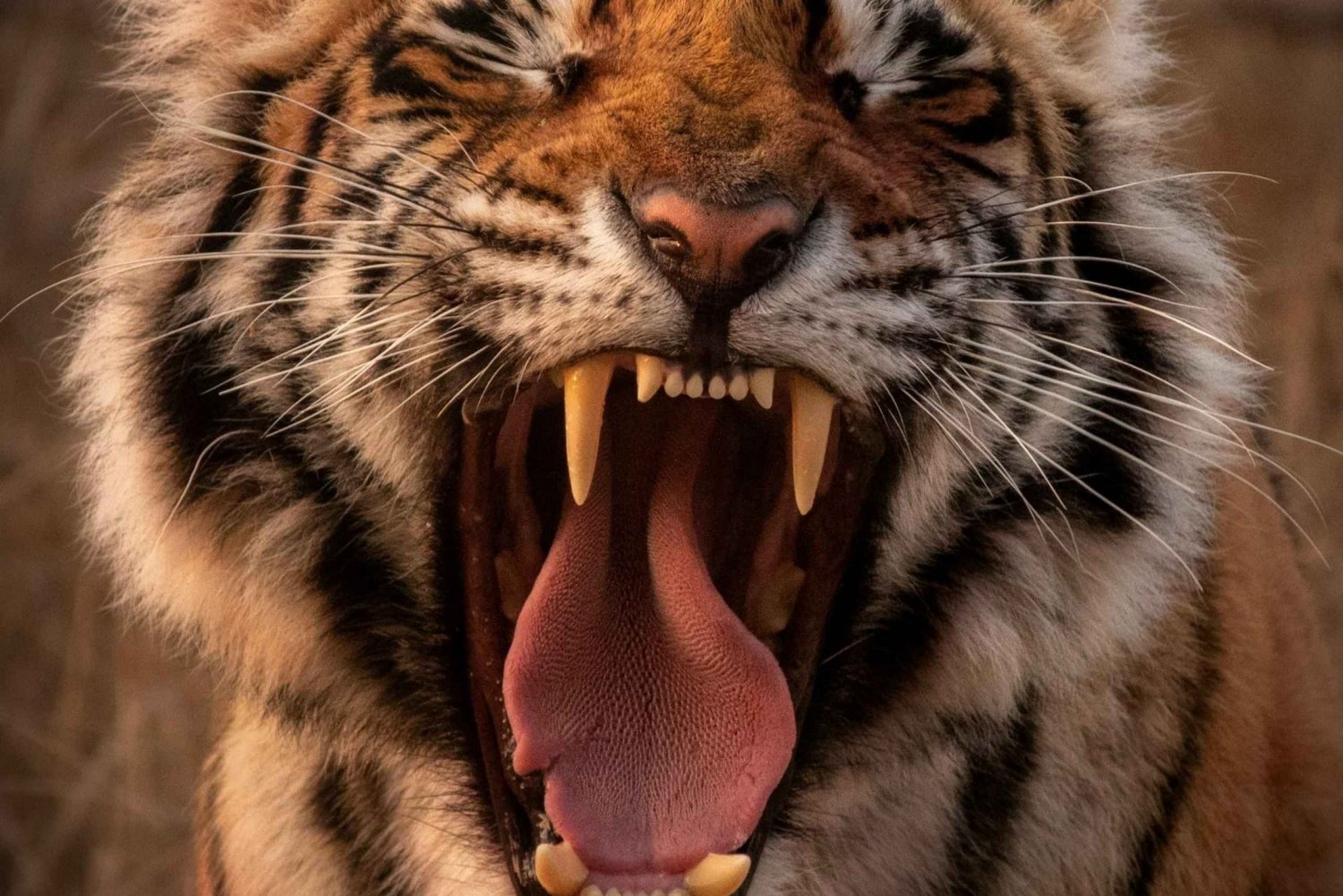 Ranthambore-safari med Canter (20-personers bus)