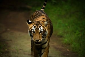 Ranthambore-safari med Canter (20-personers bus)