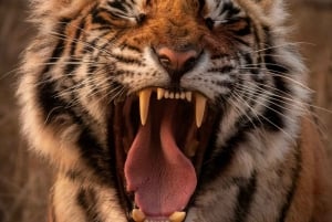 Ranthambore-safari med Canter (20-personers bus)