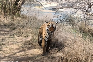 Ranthambore safari by Canter ( 20 seater bus)