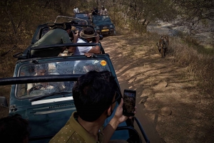Ranthambore safari by Canter ( 20 seater bus)