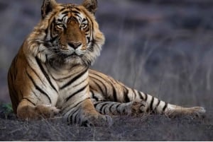 Ranthambore-safari med Canter (20-personers bus)