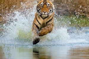 Ranthambore-safari med Canter (20-personers bus)